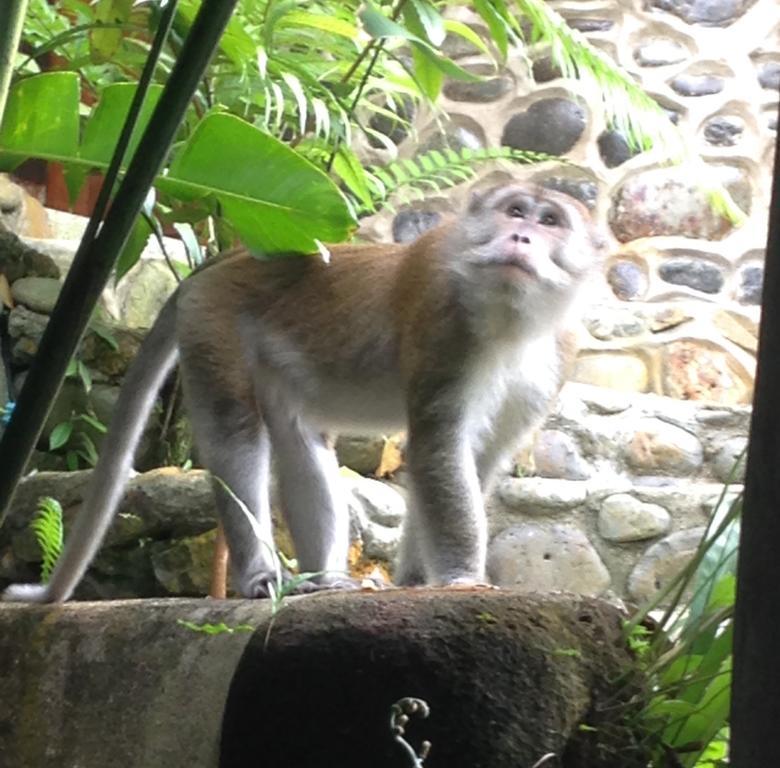 Kupu Kupu Garden Guest House & Cafe Bukit Lawang Esterno foto