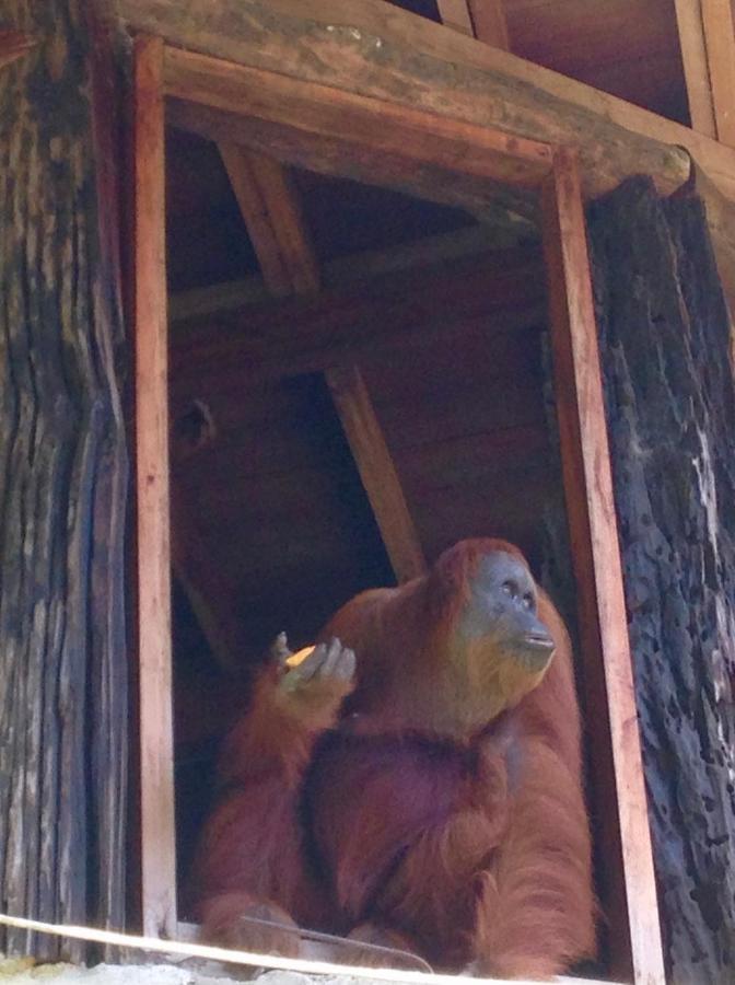 Kupu Kupu Garden Guest House & Cafe Bukit Lawang Esterno foto
